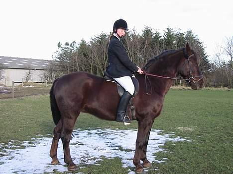 Anden særlig race Obelix billede 8