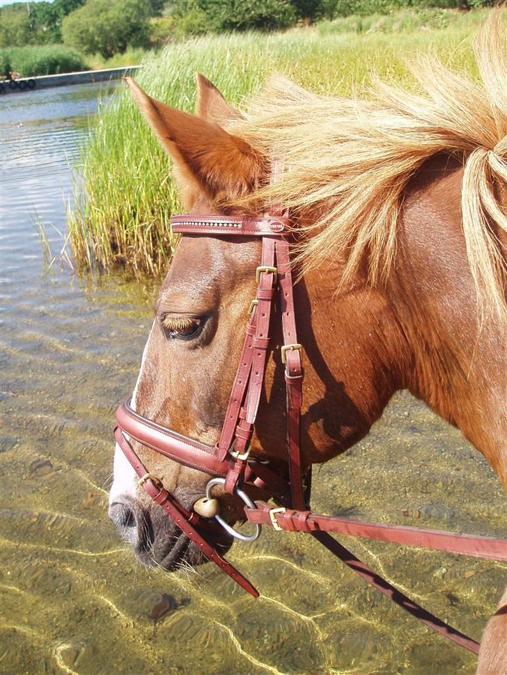 Anden særlig race Feline(Fiffi) *solgt* - jeg kan selv gå til biddet mor :)  billede 4