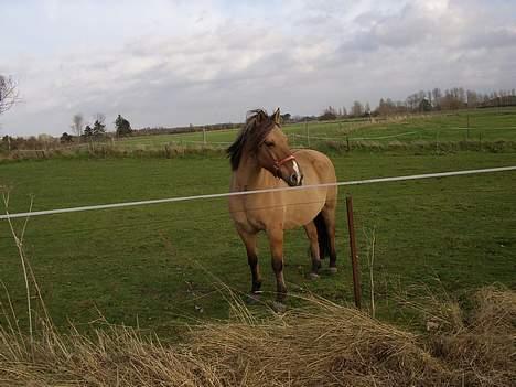 Anden særlig race lassan billede 1