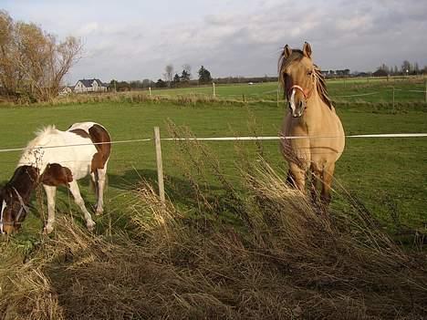 Anden særlig race lassan billede 2
