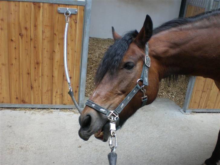 Anden særlig race Tordenskjold *Buller-basse* - lækker lækker lækker billede 1