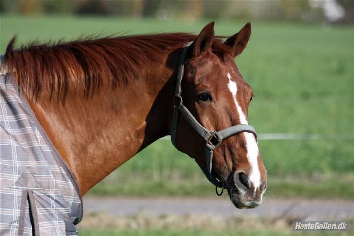 DSP Zanick - Solgt. - Foto: Gitte Dahl. billede 8