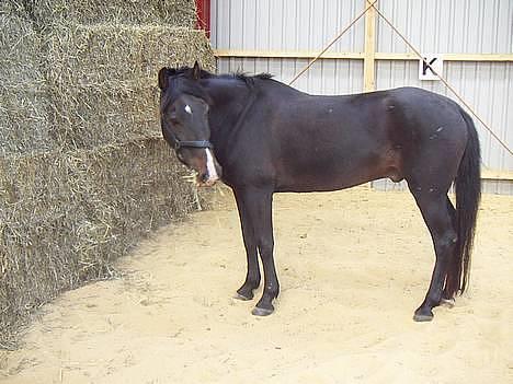 Hollandsk Sportspony Mark solgt (efterlyses) - Mark (Taget af Tenna) billede 1