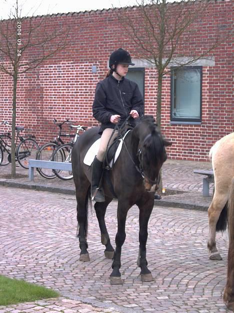 Hollandsk Sportspony Mark solgt (efterlyses) - Mette & Mark billede 2