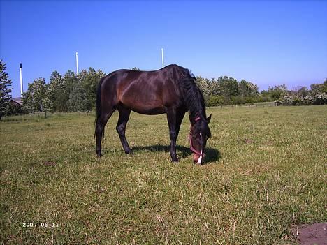Hollandsk Sportspony Mark solgt (efterlyses) - Mark der græsser. billede 3