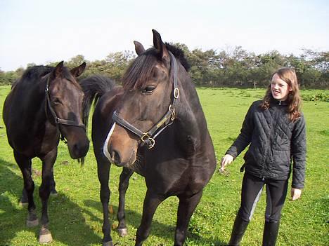 Hollandsk Sportspony Mark solgt (efterlyses) - Mark ude på Marken billede 4