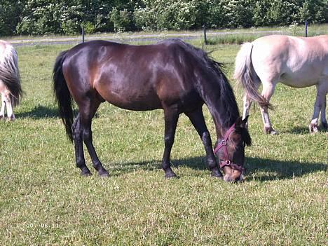 Hollandsk Sportspony Mark solgt (efterlyses) - Mark og hans to gamle venner i baggrunden. billede 6