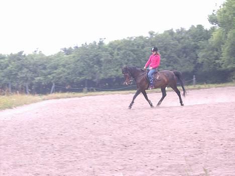 Hollandsk Sportspony Mark solgt (efterlyses) - Trav, med Mette. Taget den 22-07-06 billede 7