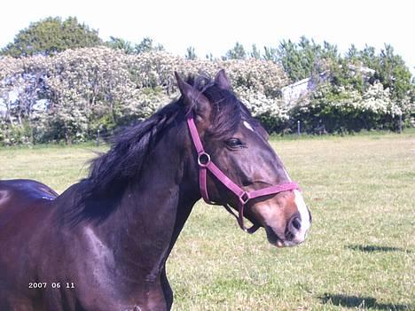 Hollandsk Sportspony Mark solgt (efterlyses) - Her står Mark og nyder det dejlige vejr billede 9