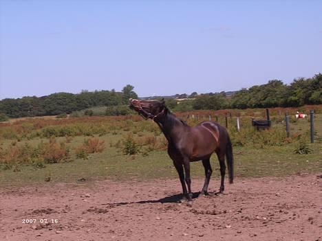Hollandsk Sportspony Mark solgt (efterlyses) - Uh, jeg sys det er sjovt  billede 11