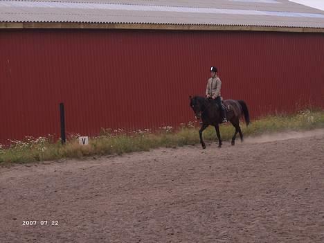 Hollandsk Sportspony Mark solgt (efterlyses) - Her rider vi dressur - Taget den 22-07-06 billede 12