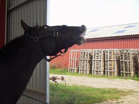 Hollandsk Sportspony Mark solgt (efterlyses) - Haha, jeg griner :D (Taget af Tenna) billede 13