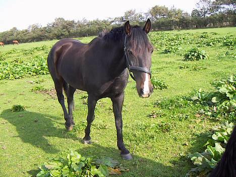 Hollandsk Sportspony Mark solgt (efterlyses) - Mark ude på marken :) (Taget af Tenna) billede 15