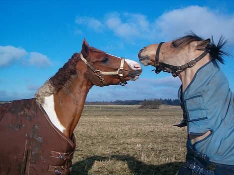 Anden særlig race #Basse#  - Basse og Toran leger på marken <3 billede 17