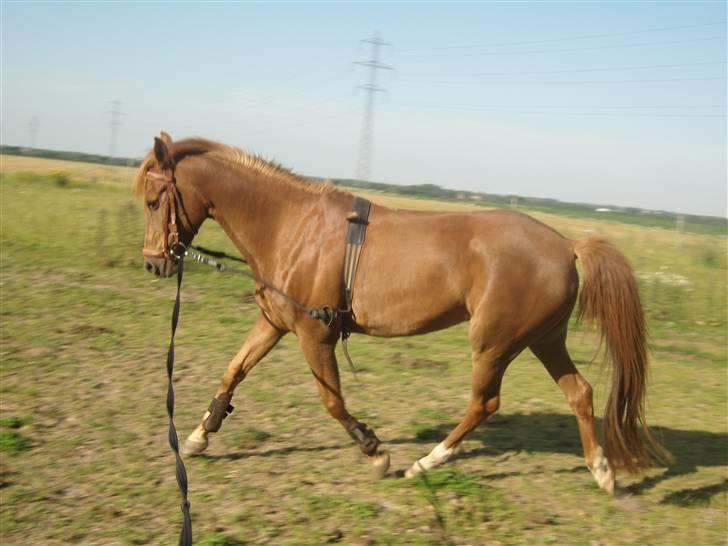 Tysk Sportspony Lex 35  - trav i longe :) billede 7