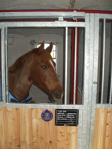 Tysk Sportspony Lex 35  - Lex i boksen billede 9