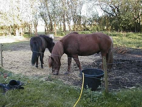Islænder Neisti fra Essendrup død - Her står han sammen med Ófeig billede 3