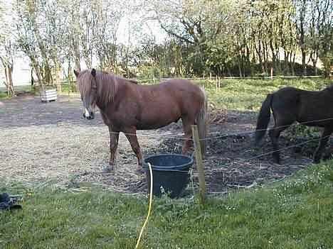 Islænder Neisti fra Essendrup død billede 4