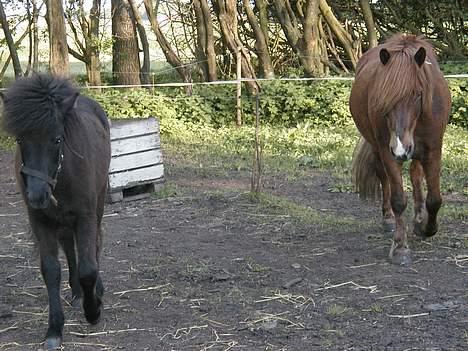 Islænder Neisti fra Essendrup død - "Var der nogen der sagde mad??" billede 5
