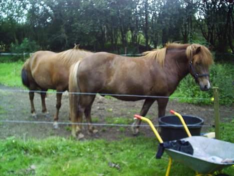 Islænder Neisti fra Essendrup død - "Se hvordan jeg passer på Minna" billede 6
