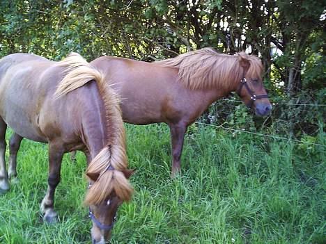 Islænder Neisti fra Essendrup død - "mmm... jeg har altså ikke tid nu, græsset er bare SÅ godt." billede 7