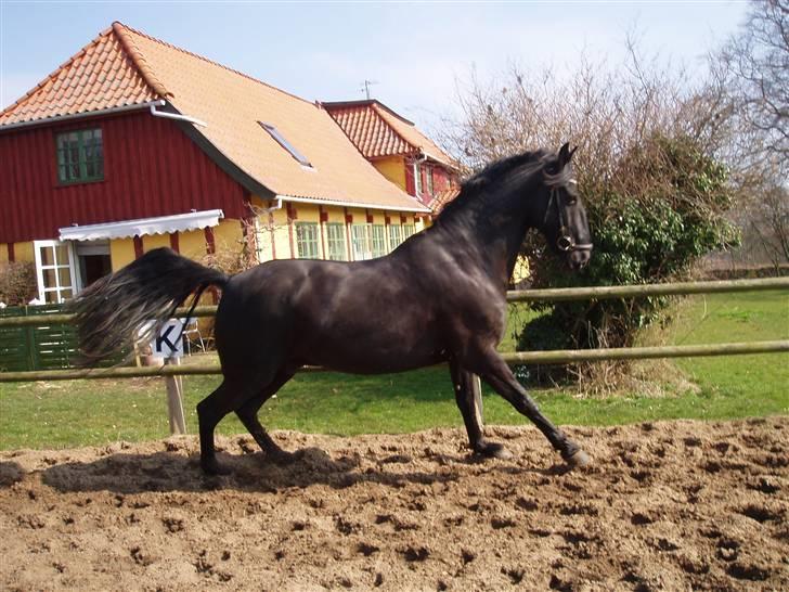 Anden særlig race Baltic Zorro <33  - velkommen til zorros profil! håber i kan lide mig! :-* <33  billede 1