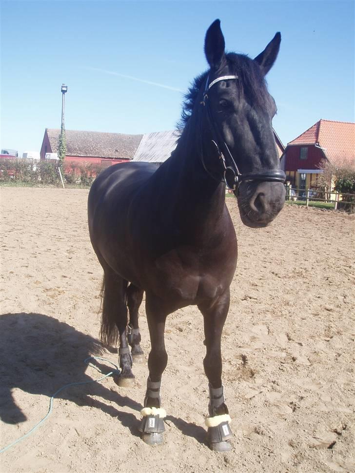 Anden særlig race Baltic Zorro <33  billede 2