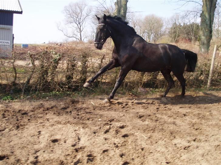 Anden særlig race Baltic Zorro <33  - hold kæft hvor er jeg lækker hingstet ;)  billede 3
