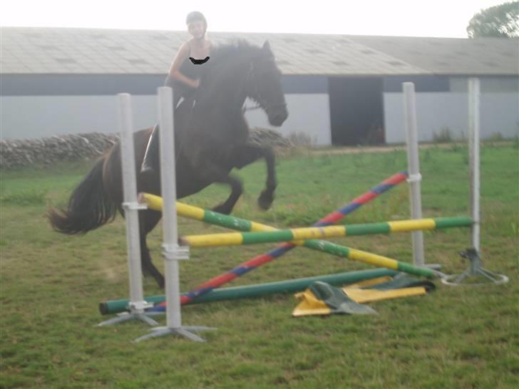 Anden særlig race Baltic Zorro <33  billede 4