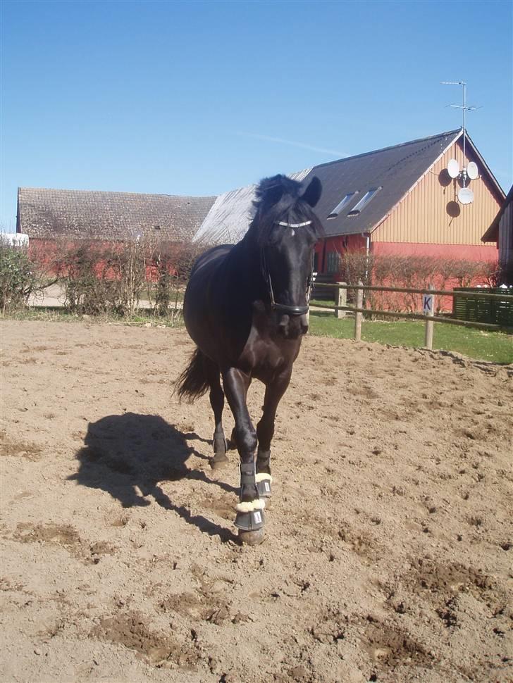 Anden særlig race Baltic Zorro <33  - :D  billede 5