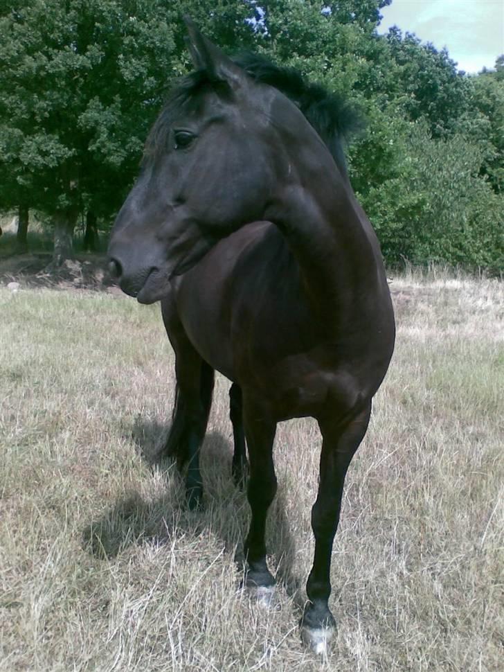 Anden særlig race Baltic Zorro <33  - ihh hvor er jeg lækker <3  billede 6