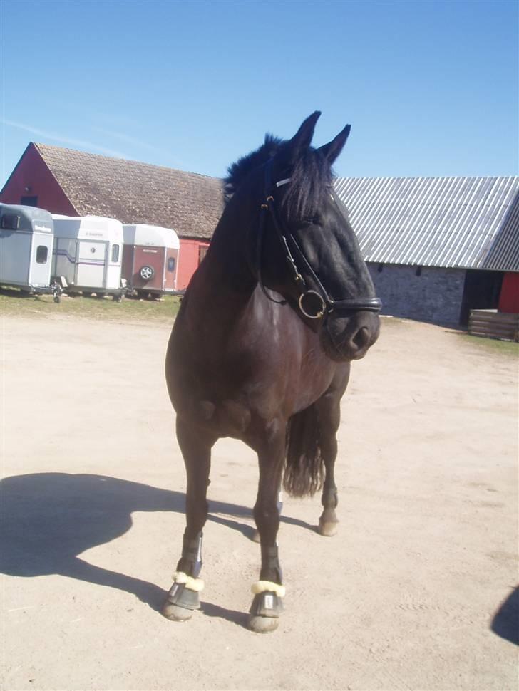 Anden særlig race Baltic Zorro <33  billede 7
