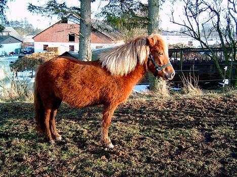 Islænder Blesa Fra ulvkjær - 1 time efter hjem komst billede 1