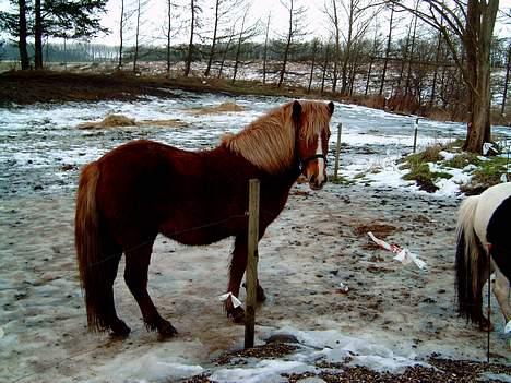 Islænder Blesa Fra ulvkjær - Er jeg ikke sød billede 2