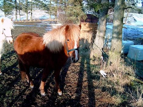 Islænder Blesa Fra ulvkjær - Mig igen billede 3
