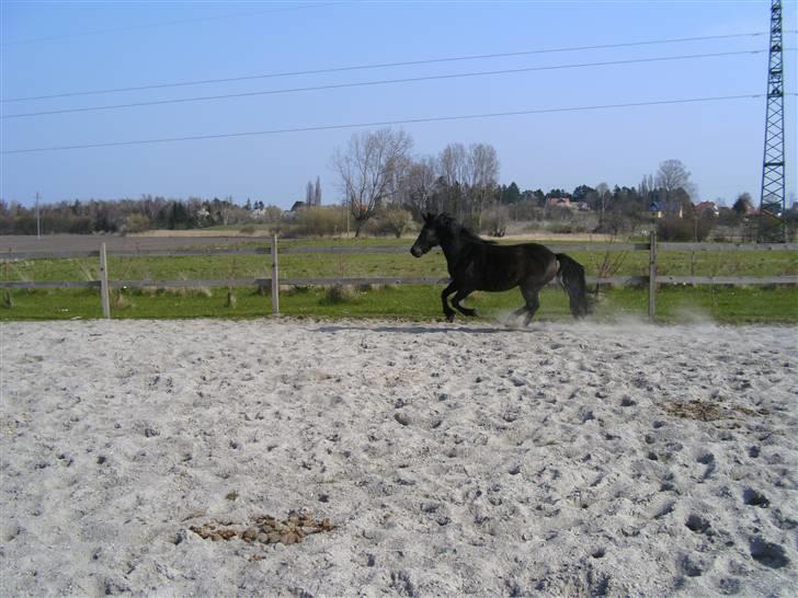 Anden særlig race Lola (Bedste Pony min) :D - Lola sku ha løssprunget men nææ det gad hun ikk så hun løb bare rundt... :P billede 4