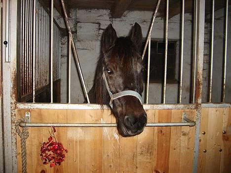 Anden særlig race Lola (Bedste Pony min) :D - hej... :) billede 5