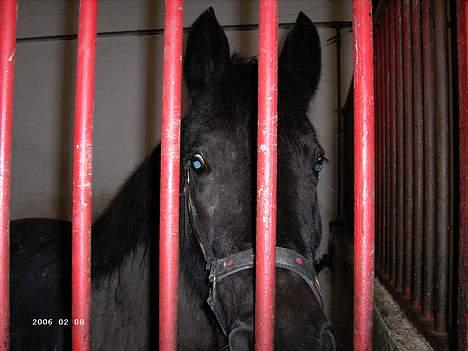 Anden særlig race Lola (Bedste Pony min) :D - hva skal jeg ikke ud, ellers kom herind, det er helt forkert med de der mellem os.. billede 7