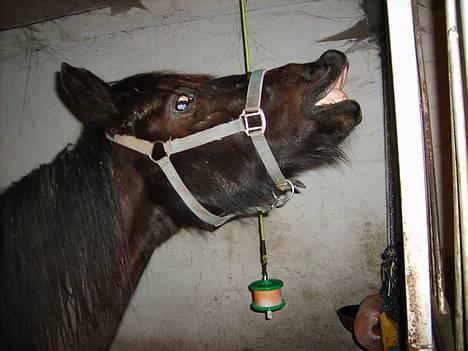 Anden særlig race Lola (Bedste Pony min) :D - smil... :) billede 9