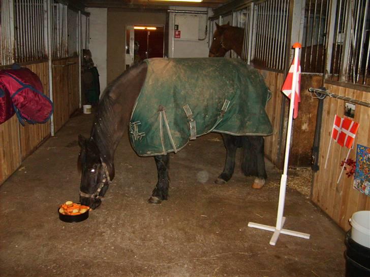 Anden særlig race Lola (Bedste Pony min) :D - Lola spiser fødselsdags kage 2007.... :) billede 11