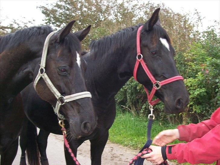 Anden særlig race Scarlet  SOLGT - Scarlet og Desire billede 19