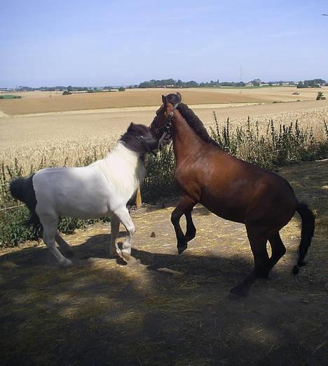 Anden særlig race Charlie - 27-07-2006 Charlie og Bego leger billede 2