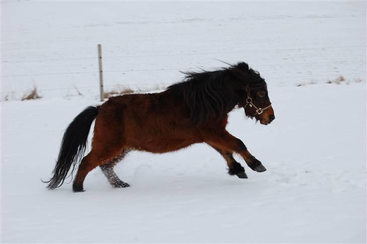 Anden særlig race Charlie - 21-02-2009 billede 3