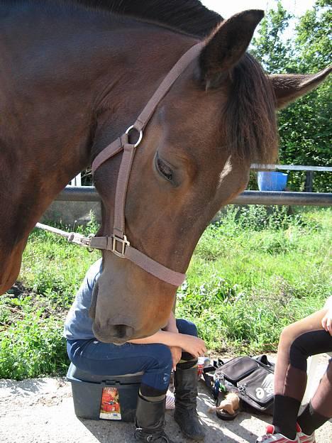 Oldenborg Joy R.I.P, Altid savnet - Du var en rigtig charmetrold billede 2