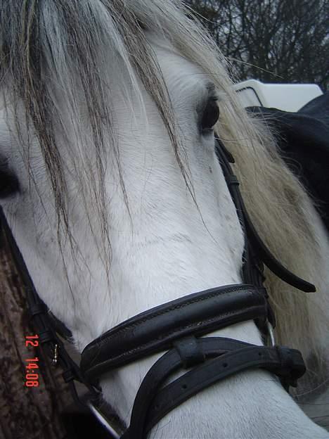 Anden særlig race Quindy *SOLGT* - NYT ! den 12-02 2006, Quindy er bar DÆJLIG !! billede 20