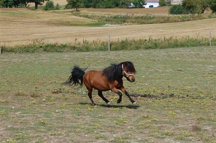 Anden særlig race Charlie - 22-07-2008 billede 9