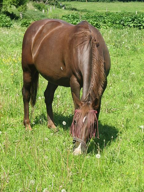 Anden særlig race Cherie > død 30.okt.< - d.10.6.06 billede 1