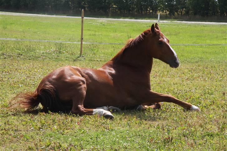 DSP Zanick - Solgt. - Trille trille :D Foto: Gitte Dahl. billede 9