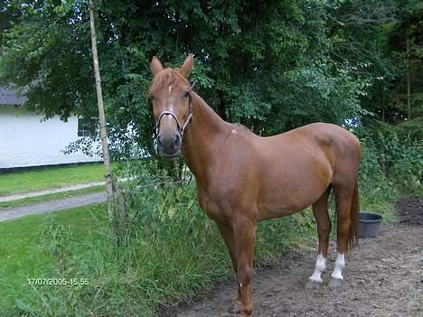 Anden særlig race Tulle RIP - 7 år gammelt billede 4