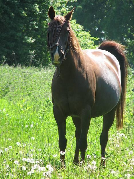 Anden særlig race Cherie > død 30.okt.< - d.10.6.06 - syntes hun så så sød ud, så selvom billede ikke er det bedste kom det med =D billede 3
